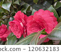 Diagonal horizontal angle of red camellia Diagonal horizontal angle of red camellia 120632183