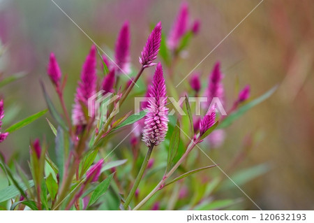 Cockscomb Celosia 120632193