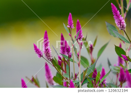 Cockscomb Celosia 120632194