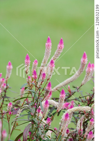 Cockscomb Celosia 120632199