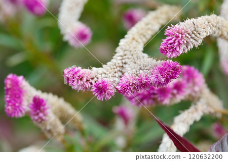 Cockscomb Celosia 120632200
