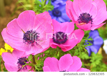 Pink Anemone Flower 120632305