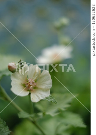 Marshmallow flower Marshmallow flower 120632628