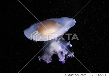 Cotylorhiza tuberculata, also known as the fried egg jellyfish Cotylorhiza tuberculata, also known as the fried egg jellyfish 120632711