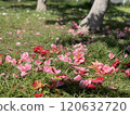 Camellia flower that fell on moss Camellia flower that fell on moss 120632720