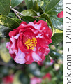 red camellia flower red camellia flower 120632721