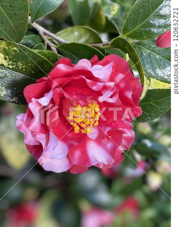red camellia flower red camellia flower 120632721