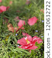 Red camellia flower heads fallen on the grass Red camellia flower heads fallen on the grass 120632722