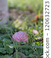 pink camellia flowers blooming in the garden pink camellia flowers blooming in the garden 120632723