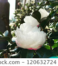 White camellia, sky and building White camellia, sky and building 120632724
