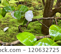 Vivid moss, green leaves and white camellias Vivid moss, green leaves and white camellias 120632725