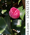 Beautiful pink camellia buds and green leaves Beautiful pink camellia buds and green leaves 120632726