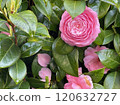 Beautiful pink camellia and green leaves Beautiful pink camellia and green leaves 120632727