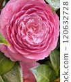Beautiful pink rose Beautiful pink rose 120632728