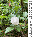 A single white camellia and green leaves A single white camellia and green leaves 120632729