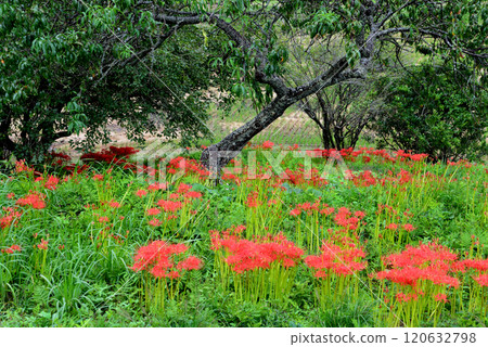 箕澤彼岸花公園 2024年9月29日 #7 120632798