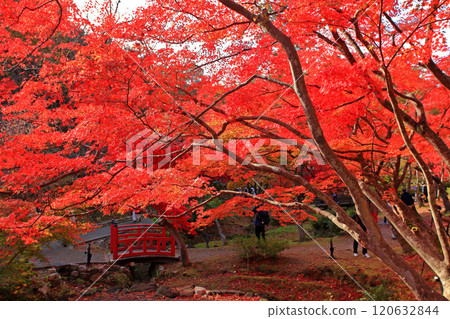 Yurihiko Park Momiji Valley 120632844