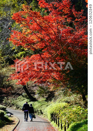 Scenery of autumn leaves in Yakushiike Park in Machida City, Tokyo 120632849