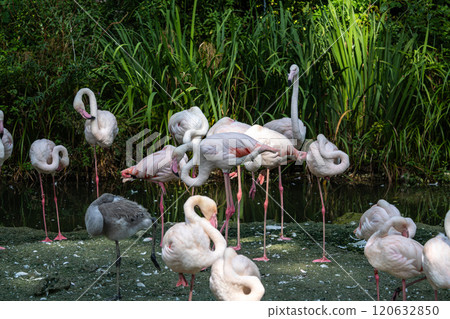 The American flamingo, Phoenicopterus ruber is a large species of flamingo 120632850
