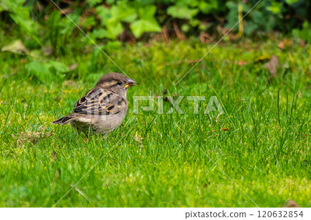 The common starling, Sturnus vulgaris also known as the European starling walking on green grass 120632854