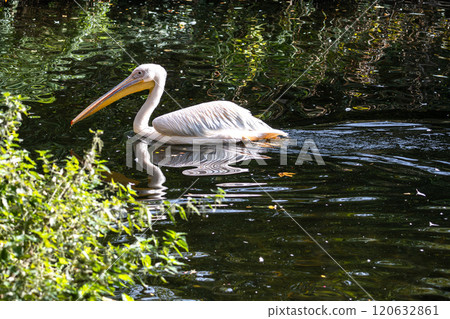 Great White Pelican, Pelecanus onocrotalus in a park 120632861
