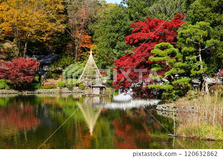 Scenery of autumn leaves in Yakushiike Park in Machida City, Tokyo 120632862