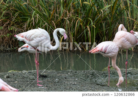 The American flamingo, Phoenicopterus ruber is a large species of flamingo 120632866
