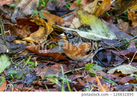 The chaffinch, Fringilla coelebs is a common and widespread small passerine bird in the finch family. 120632895