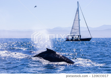 Whale watching 120633017