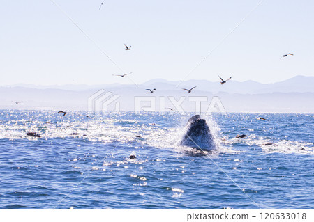 The moment of prey The moment of prey 120633018