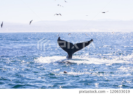 Dive quietly Dive quietly 120633019