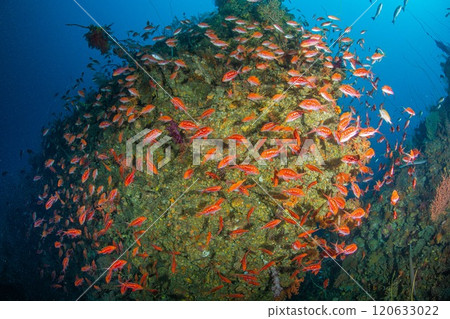 A school of male cherry snappers A school of male cherry snappers 120633022