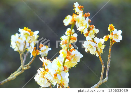 Refreshing white plum blossoms in full bloom 120633089