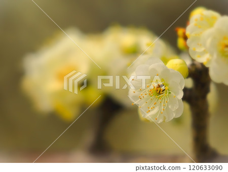 Pretty white plum blossoms 120633090