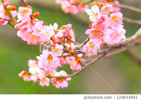 fresh pink plum blossom 120633091