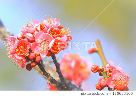 Refreshing blue sky and beautiful plum blossoms Refreshing blue sky and beautiful plum blossoms 120633160