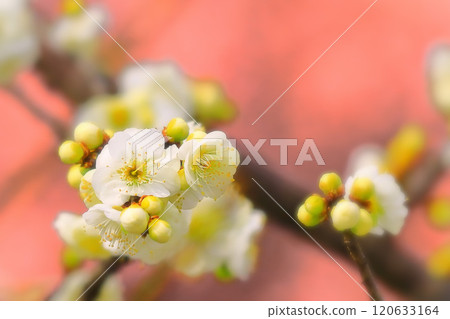 Refreshing white plum blossoms on a pink background Refreshing white plum blossoms on a pink background 120633164
