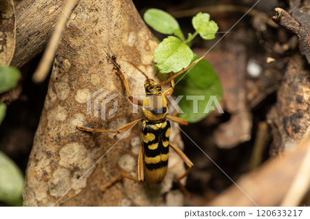 Yotsu Sujirakami 120633217