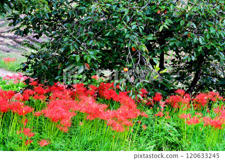Minozawa Higanbana Park 2024-9-29 #17 Minozawa Higanbana Park 2024-9-29 #17 120633245