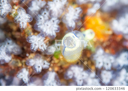 Laughing in the sea squirt field Laughing in the sea squirt field 120633346