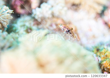 Swaying Swaying 120633347