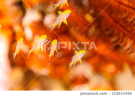 Autumn leaves at the sea 120633490