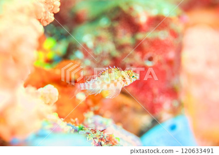 scuba diving, scuba dive, diving 120633491
