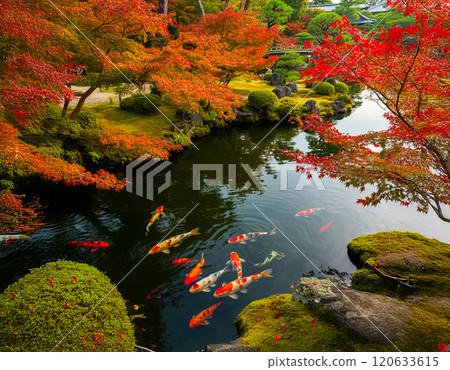 Japanese garden 120633615