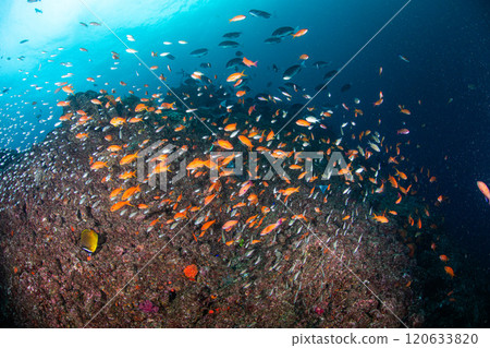 閃閃發光的紅鯛魚 閃閃發光的紅鯛魚 120633820