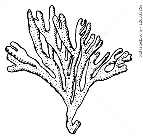 Aquarium polyp decoration sketch. Aquatic flora plant Aquarium polyp decoration sketch. Aquatic flora plant 120633858