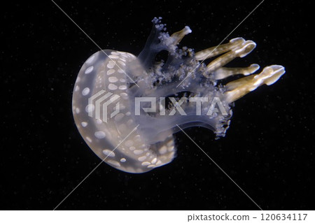 Octopus jellyfish floating in the dark sea 120634117