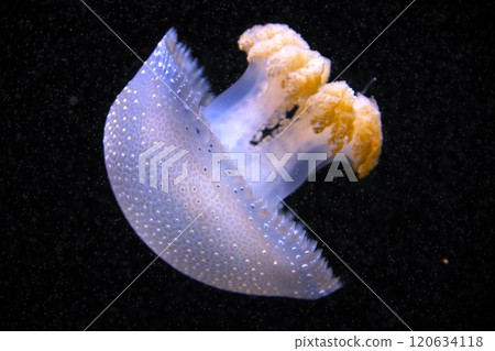 A blue jellyfish floating in the dark sea A blue jellyfish floating in the dark sea 120634118