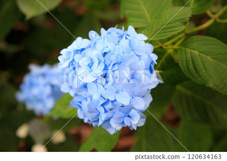 Blue hydrangea 120634163