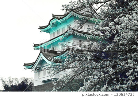 Cherry blossoms and illuminated Oshi Castle 120634725